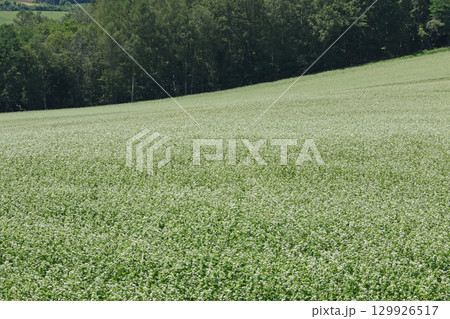 花満開のそば畑　和寒町そば畑　蕎麦畑　キタワセソバ 129926517