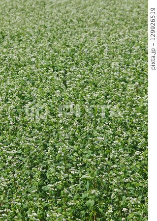 花満開のそば畑　和寒町そば畑　蕎麦畑　キタワセソバ 129926519