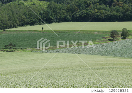 花満開のそば畑　和寒町そば畑　蕎麦畑　キタワセソバ 129926521
