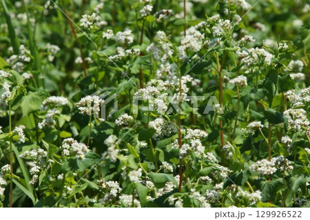 花満開のそば畑　和寒町そば畑　蕎麦畑　キタワセソバ 129926522
