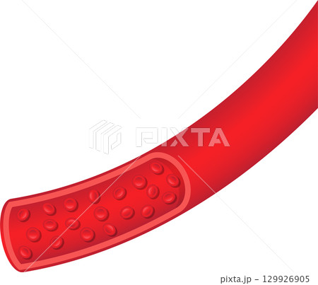 Red blood cells flowing through a vessel, showing a section of a blood vessel structure. Red blood cells flowing through a vessel, showing a section of a blood vessel structure. 129926905