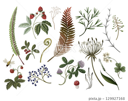 Autumn Vector Wood Fern Plants Mushrooms Berries Botanical Forest Nature isolated 129927168