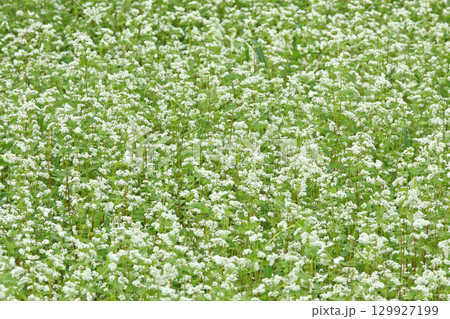 花満開のそば畑 和寒町のそば畑 キタワセソバ 花満開のそば畑 和寒町のそば畑 キタワセソバ 129927199