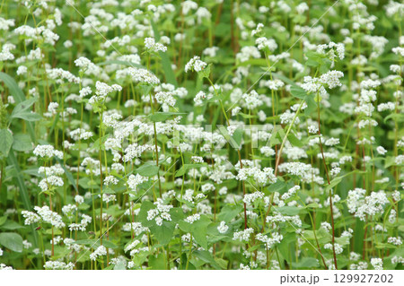 花満開のそば畑 和寒町のそば畑 キタワセソバ 花満開のそば畑 和寒町のそば畑 キタワセソバ 129927202