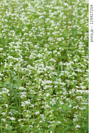 花満開のそば畑　和寒町のそば畑　キタワセソバ 129927204