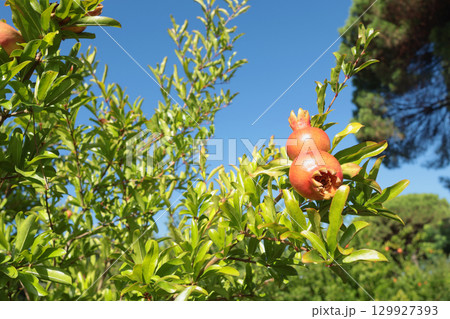 Fruit tree with pomegranate fruit in summer. Rays of sunlight and light. Nature and harvest in summer. Farm and garden. Fruit tree with pomegranate fruit in summer. Rays of sunlight and light. Nature and harvest in summer. Farm and garden. 129927393