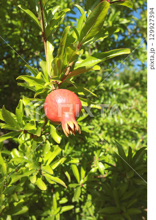 Fruit tree with pomegranate fruit in summer. Rays of sunlight and light. Nature and harvest in summer. Farm and garden. Fruit tree with pomegranate fruit in summer. Rays of sunlight and light. Nature and harvest in summer. Farm and garden. 129927394