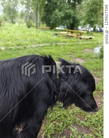Elegant Black Dog Enjoying a Peaceful Day in the Park, Exploring Nature and Fresh Air Outdoors Elegant Black Dog Enjoying a Peaceful Day in the Park, Exploring Nature and Fresh Air Outdoors 129927399