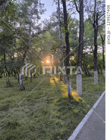 Sunlit Forest Glade Serene Nature Scene with Trees and Golden Sunlight, Perfect for Backgrounds 129927406