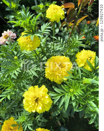 Vibrant Yellow Marigolds Blooming in a Lush Garden, Capturing the Essence of Summer Season 129927410