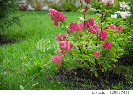 Beautiful hydrangea flowers in a garden setting with outdoor furniture. 129927431