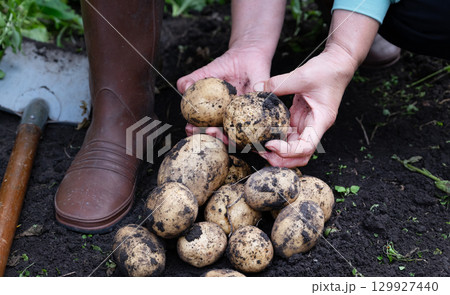 Harvesting fresh potatoes in the garden on a sunny afternoon with gardening tools nearby 129927440