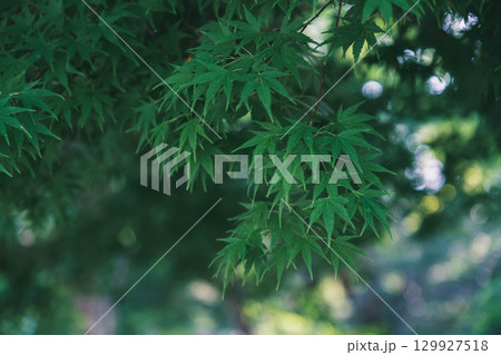 [兵庫県立有馬富士公園]青々とした紅葉 129927518