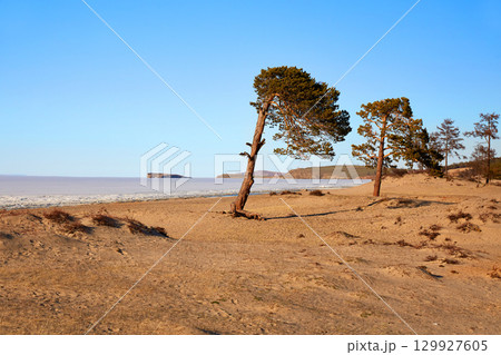 Pine trees on the sandy beach of the Sarai Bay of Olkhon Island. Lake Baikal on a spring day. Pine trees on the sandy beach of the Sarai Bay of Olkhon Island. Lake Baikal on a spring day. 129927605