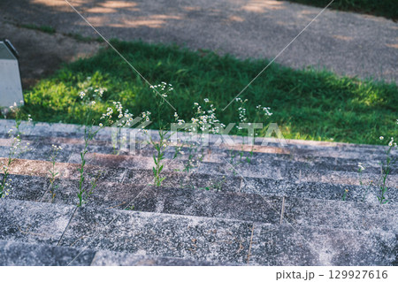 [兵庫県立有馬富士公園]美しい野花 129927616