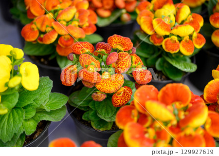 Blooming calceolaria and green leaves seedlings in pot, Calceolaria herbeohybrida Voss Blooming calceolaria and green leaves seedlings in pot, Calceolaria herbeohybrida Voss 129927619