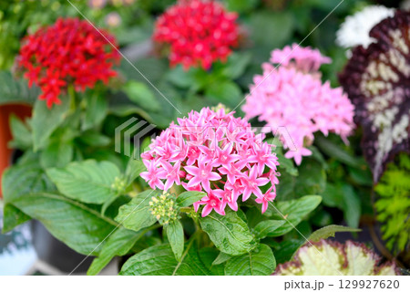 Pink starcluster flower (pentas lanceolata) seedlings in a pot with blurred background 129927620