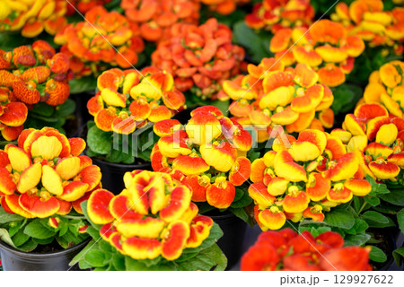 Blooming calceolaria and green leaves seedlings in pot, Calceolaria herbeohybrida Voss Blooming calceolaria and green leaves seedlings in pot, Calceolaria herbeohybrida Voss 129927622