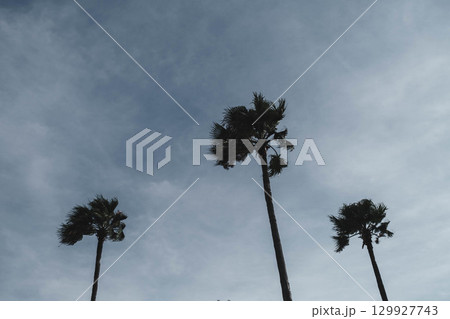 [六甲マリンパーク]夕暮れ時の港の風景 129927743