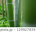 すくすく育つ竹林の竹 129927839