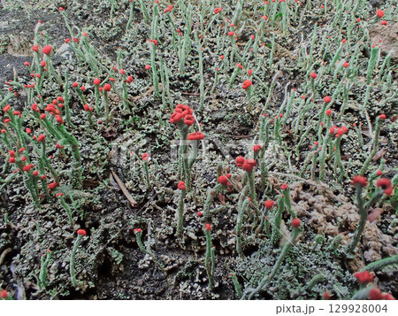 地衣類　ハナゴケ科コアカミゴケの赤い子器 129928004