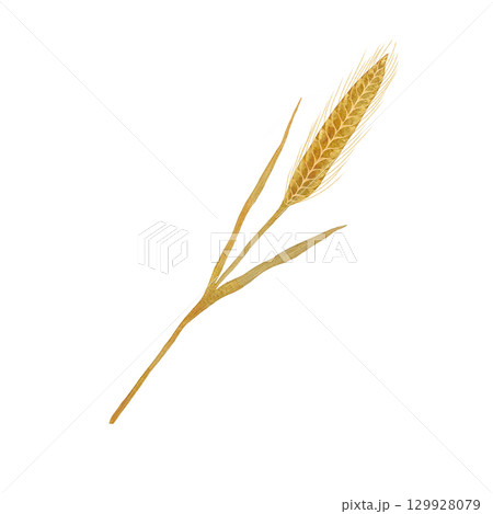 Wheat ears, wheat watercolor illustration set, hand-drawn wheat set isolated on a white background Wheat ears, wheat watercolor illustration set, hand-drawn wheat set isolated on a white background 129928079