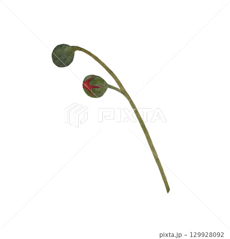 Red poppy floral botanical flower. Isolated poppy illustration element. Red poppy in watercolor technique, sparkling with bright petals. Red poppy floral botanical flower. Watercolor white background Red poppy floral botanical flower. Isolated poppy illustration element. Red poppy in watercolor technique, sparkling with bright petals. Red poppy floral botanical flower. Watercolor white background 129928092