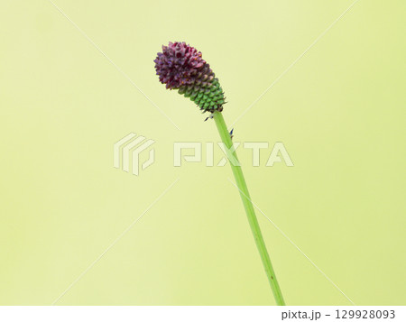 多年生草本バラ科ワレモコウの暗紅紫色の花 129928093