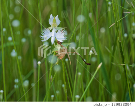 湿地の植物群サギソウ 129928094