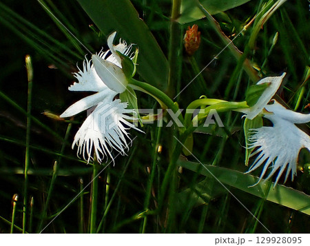 湿地の植物群サギソウ 129928095