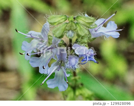 東海地方固有種シソ科シマジタムラソウの開花 東海地方固有種シソ科シマジタムラソウの開花 129928096