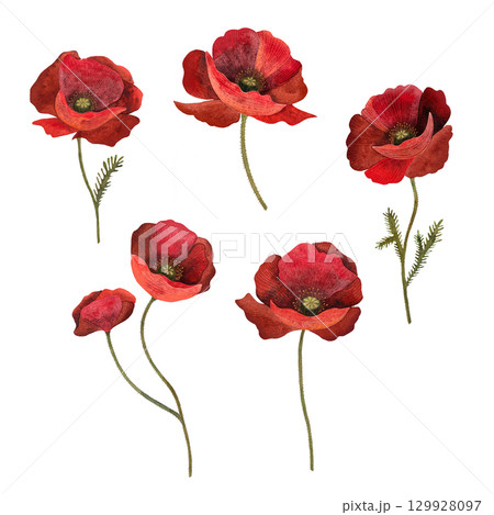 Red poppy floral botanical flower. Isolated poppy illustration element. Red poppy in watercolor technique, sparkling with bright petals. Red poppy floral botanical flower. Watercolor background 129928097