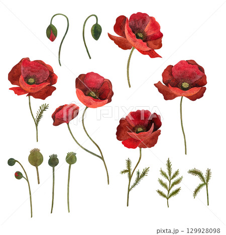 Red poppy floral botanical flower. Isolated poppy illustration element. Red poppy in watercolor technique, sparkling with bright petals. Red poppy floral botanical flower. Watercolor background Red poppy floral botanical flower. Isolated poppy illustration element. Red poppy in watercolor technique, sparkling with bright petals. Red poppy floral botanical flower. Watercolor background 129928098