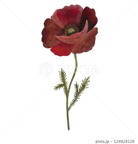 Red poppy floral botanical flower. Isolated poppy illustration element. Red poppy in watercolor technique, sparkling with bright petals. Red poppy floral botanical flower. Watercolor background Red poppy floral botanical flower. Isolated poppy illustration element. Red poppy in watercolor technique, sparkling with bright petals. Red poppy floral botanical flower. Watercolor background 129928126