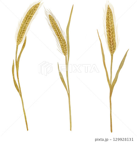 Wheat ears, wheat watercolor illustration set, hand-drawn wheat set isolated on a white background Wheat ears, wheat watercolor illustration set, hand-drawn wheat set isolated on a white background 129928131