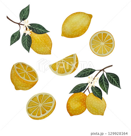 A watercolor illustration of a collection of juicy yellow lemons in various forms—whole fruit, branches with leaves, halves, wedges, and slices—set against a white background. This fresh and A watercolor illustration of a collection of juicy yellow lemons in various forms—whole fruit, branches with leaves, halves, wedges, and slices—set against a white background. This fresh and 129928164