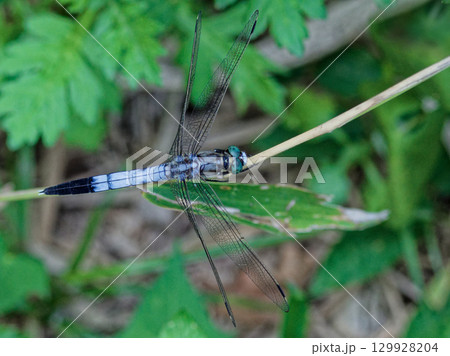 枝に止まるトンボ科シオカラトンボ♂ 129928204