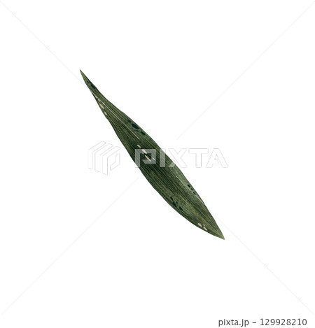 Watercolor succulent green leaf of iris flower illustration, iris leaf isolated on white background, botanical illustration of long smooth leaf of plant in shades of green, hand drawn plant leaf 129928210