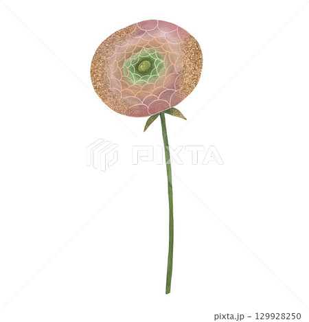 Delicate watercolor pink, coral and dusty rose ranunculus flower on white background, Hand-drawn floral artwork, Gentle peony floral element, Pink flower illustration, Ranunculus blooming flower 129928250