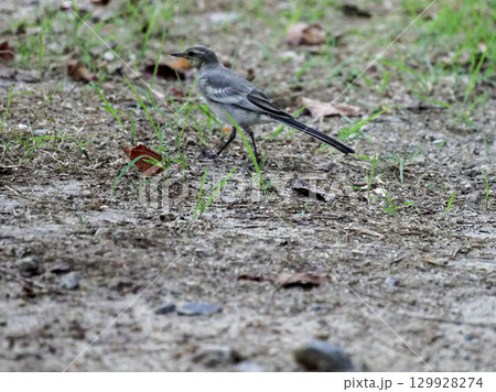 セグロセキレイ幼鳥の採餌行動 セグロセキレイ幼鳥の採餌行動 129928274