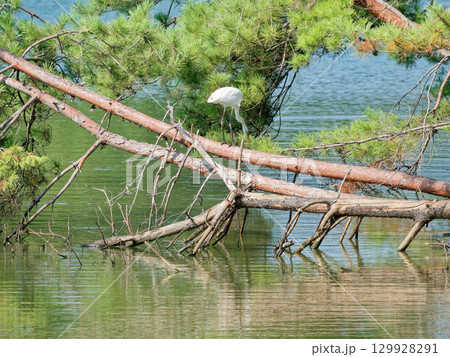 サギ科ダイサギの亜種チュウダイサギの狩り 129928291
