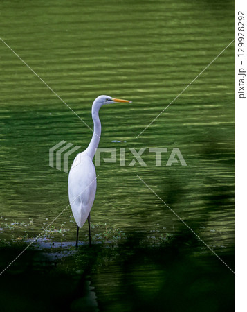 サギ科ダイサギの亜種チュウダイサギの狩り 129928292