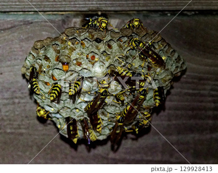 スズメバチ科キアシナガバチの巣作り 129928413