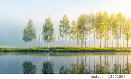 Birch Trees with Morning Mist Reflected in Water 129928624