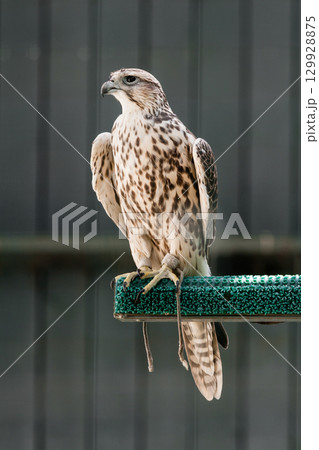 Beautiful falcon 129928875