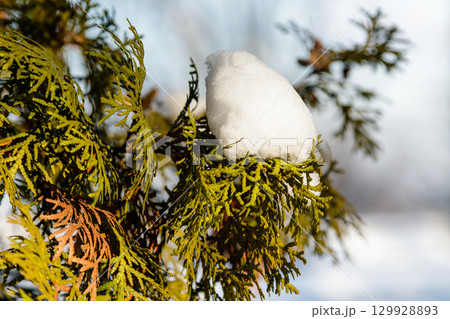 twigs twigs in the snow 129928893