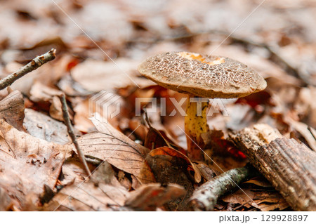 beautiful mushrooms under yellow, orange forest leaves 129928897