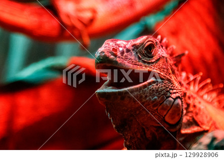 beautiful iguana lizard beautiful iguana lizard 129928906