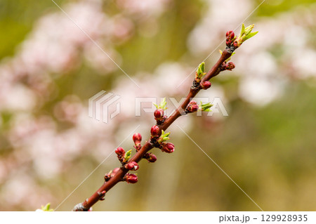 beautifully flowering cherry branches on which the bees sit 129928935