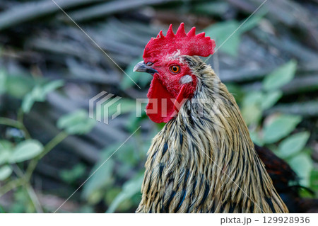 beautiful cock on grass background beautiful cock on grass background 129928936